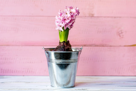 Pink hyacinth in a metal bucket on a pink wooden backgroundの写真素材