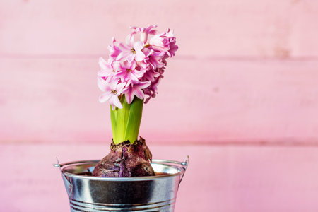 Pink hyacinth in a bucket on a pink wooden background.の写真素材