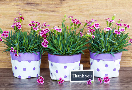 Carnation flowers in pots with thank you card on wooden backgroundの写真素材