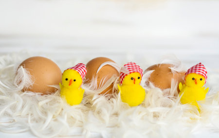 Easter eggs in nest with yellow chickens on white wooden background.の写真素材