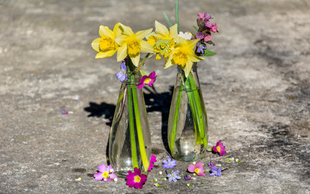 Daffodils and primroses in glass vases on concrete backgroundの写真素材
