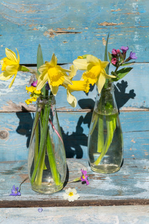 Bouquet of daffodils in glass bottles on blue wooden backgroundの写真素材