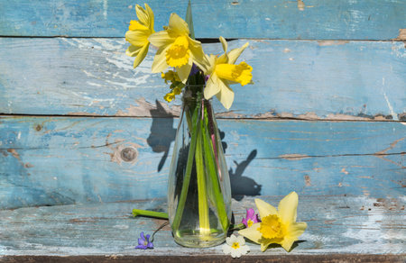 Yellow daffodils in a glass vase on a blue wooden backgroundの写真素材