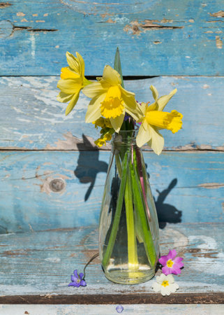 Bouquet of daffodils in a vase on a blue wooden backgroundの写真素材