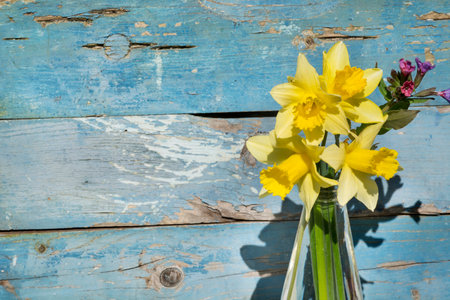Yellow daffodils in a vase on a blue wooden backgroundの写真素材