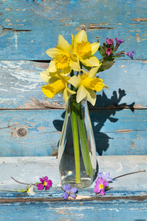 Yellow daffodils in a vase on a blue wooden backgroundの写真素材