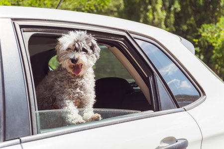 Cute dog sitting in the car and looking out the window.の写真素材