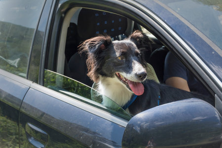 Border Collie dog looking out the window of a car. Traveling with pets concept.の写真素材
