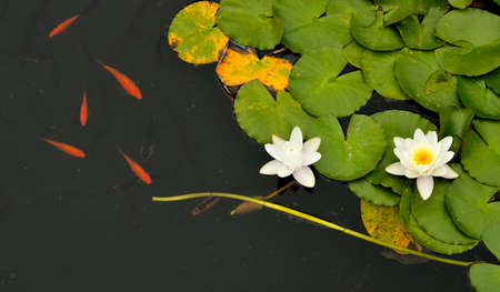 Water lilies and fishの写真素材