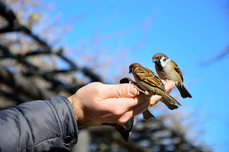 Sparrow eating in the handの写真素材