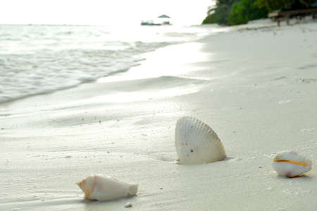three shells