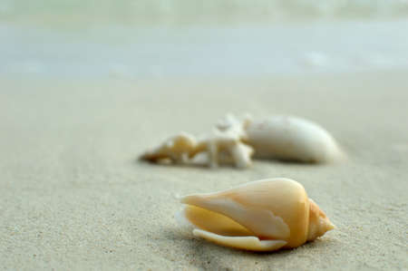 shell on the beach