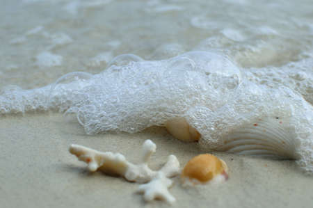 shell on the beach