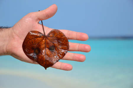 leaf on my hand with blue sea backgroundの写真素材