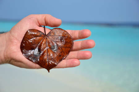leaf on my hand with blue sea background