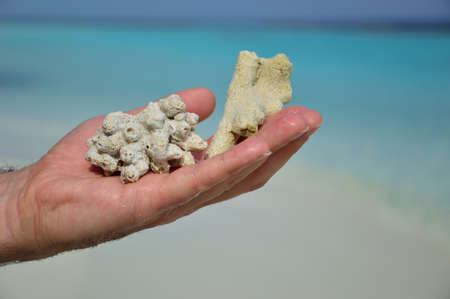corals on my hand