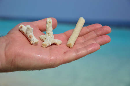 corals on my handの写真素材