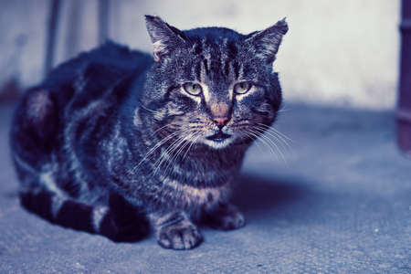 my cat who loves to be photographed