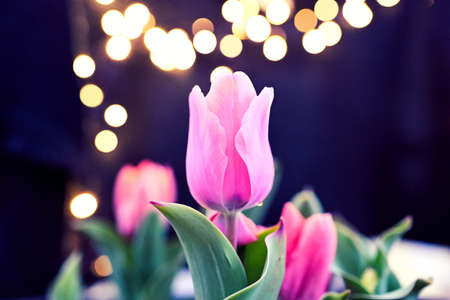 flowers that bloom in spring, what colors!の写真素材