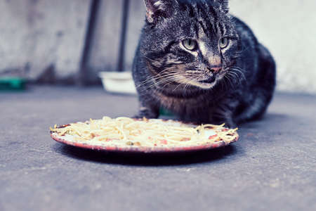 I present my cat playing in the gardenの写真素材