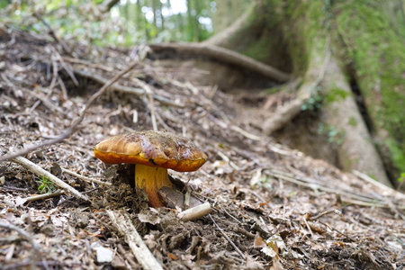 probably poisonous mushroom found in the woodsの写真素材