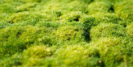a vibrant green moss flat up close with a short depth of fieldの写真素材