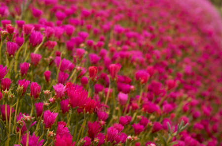 Bed of crowed pink and red flowers with green stems and leaves with narrow depth of fieldの写真素材
