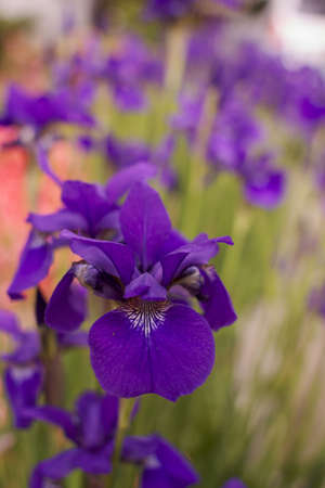 Purple Iris with a short depth of field so background is a very soft focus of other iris's and other orange flowersの写真素材