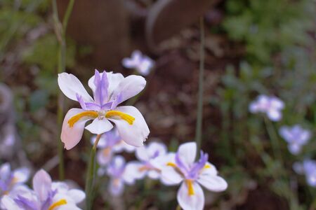 a closeup of a single white purple and yellow iris with a soft focus background of other flowers and leavesの写真素材