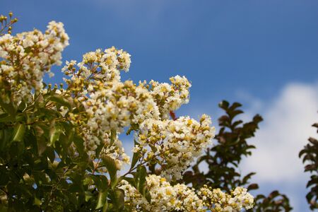 White flowered bush in a short depth of field with a soft focus blue sky in the background