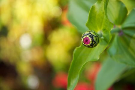 flower bud that is just beginning its bloom looks like an alien eye ballの写真素材