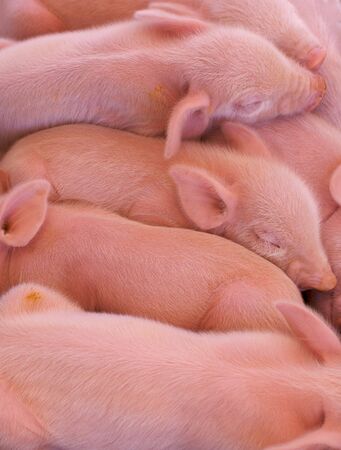 a pile of pink piglets just born at the state fairの写真素材