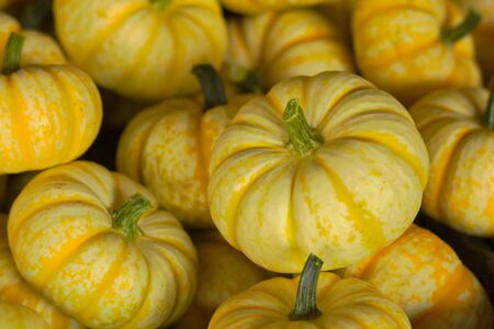 Small yellow pumpkins for sale at the farmers market