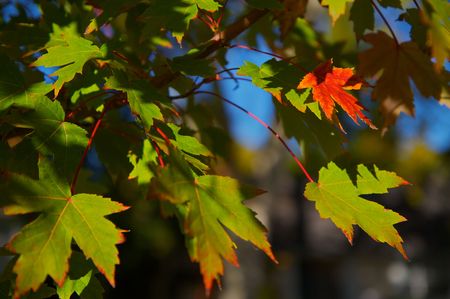 Autumn Maple leaves turning color into oranges and reds