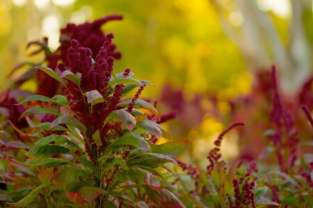 Puffy Burgandy Flowers with green leaves against a soft focus backgroundの写真素材