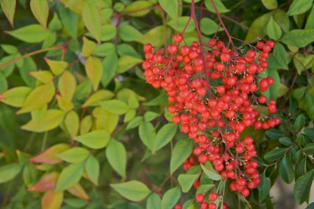 red berries on a green leafed bushの写真素材