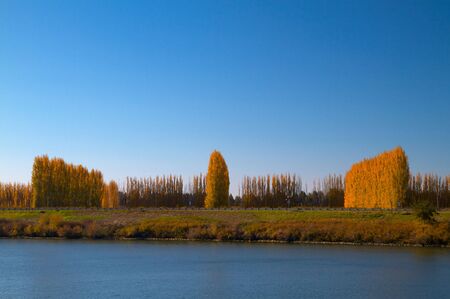 Three rows of Golden Poplar Trees along the Delta in Californiaの写真素材