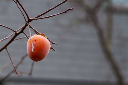 Golden Persimmon on a tree branch with a soft focus grey backgroundの写真素材