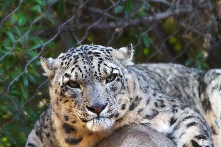 Snow Leopard looking straight at camera with soft backgroundの写真素材