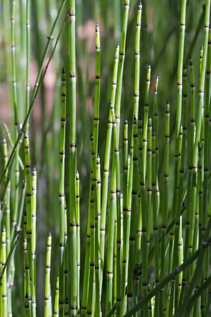 Little forest of green elephant or bamboo grassの写真素材