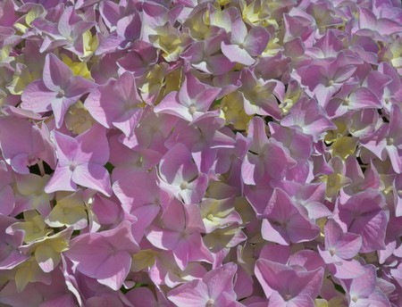 Close up of a bunch of yellow and violet hydrangea flowersの写真素材