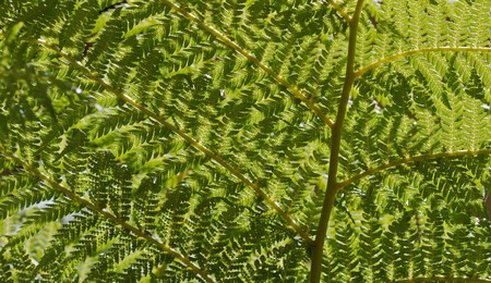 The underside of a fern branch sunlit from above
