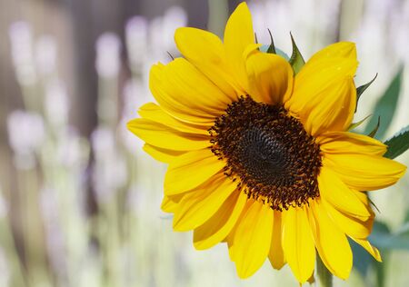 Very bright sun lit sunflower with soft focus lavender in the backgroundの写真素材