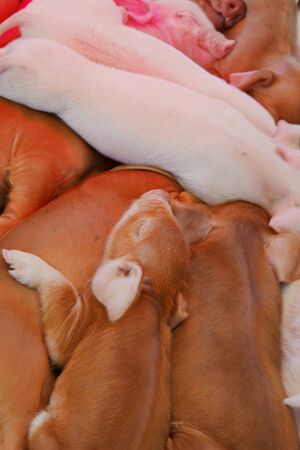 Pile of Brown, White, and pink pigles a couple days after birthの写真素材