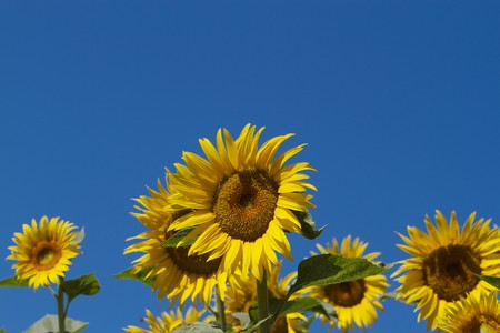 Several sunflowers with center single in focus against blue skyの写真素材