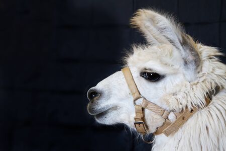 Profile of a harnessed white Alpaca head against a dark backgroundの写真素材