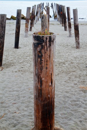Reminents of an old ocean pier in perspectiveの写真素材