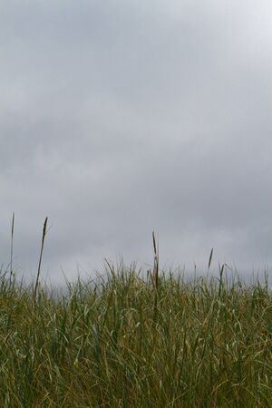 Grass field near ocean shore on an overcast cloudy dayの写真素材