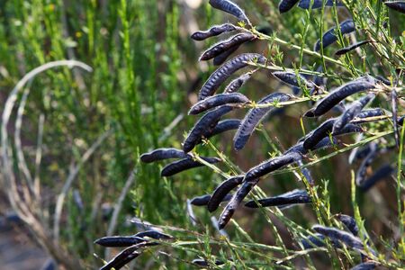 Wild black seed pods with soft focus green plant backgroundの写真素材