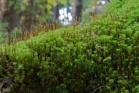 Macro of patch of moss that looks like a miniature forest growing on a d dead treeの写真素材